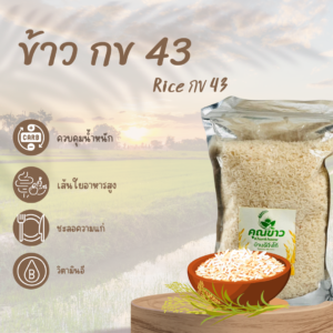 ข้าว กข43